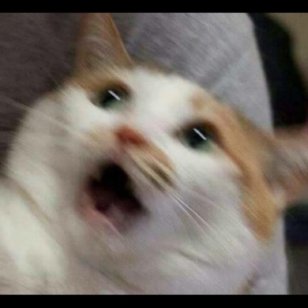 Meet your Posher, Nina